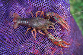 Crawfish