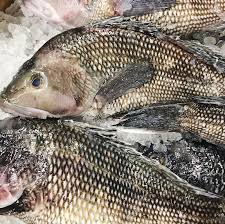 Black Bass