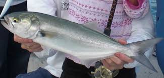 Blue Fish