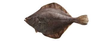 Flounder