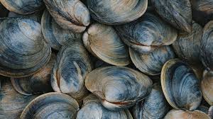 Clams