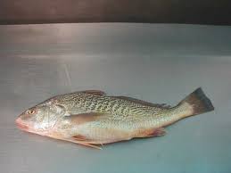 Croakers